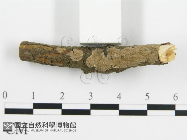 登錄號:F0016578藏品圖，第3張