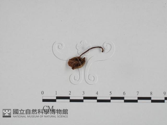 登錄號:F0024578藏品圖，第3張