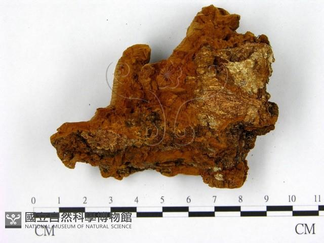 登錄號:F0012578藏品圖，第3張