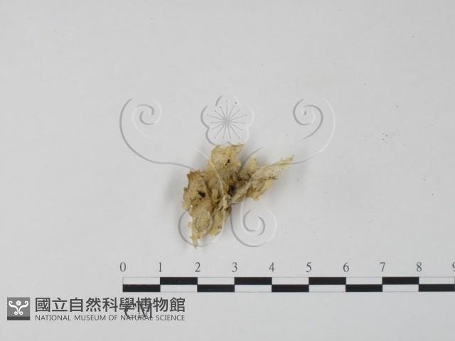 登錄號:F0007578藏品圖，第3張
