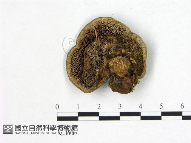 登錄號:F0017578藏品圖，第3張