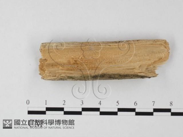 登錄號:F0025578藏品圖，第3張