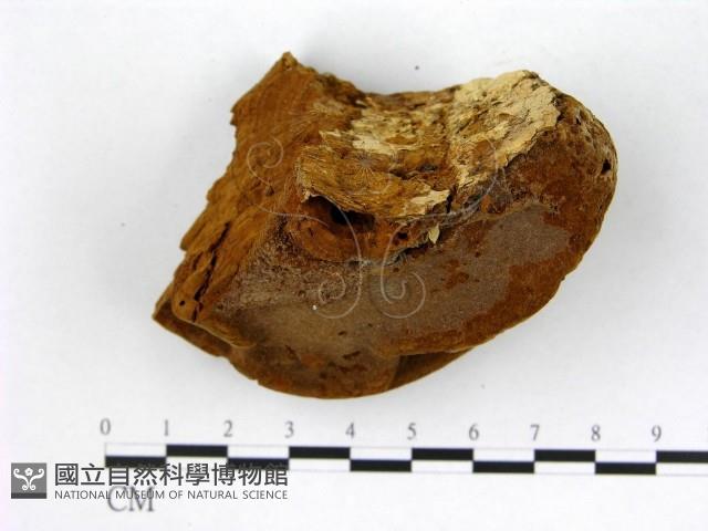 木層孔菌屬藏品圖，第3張