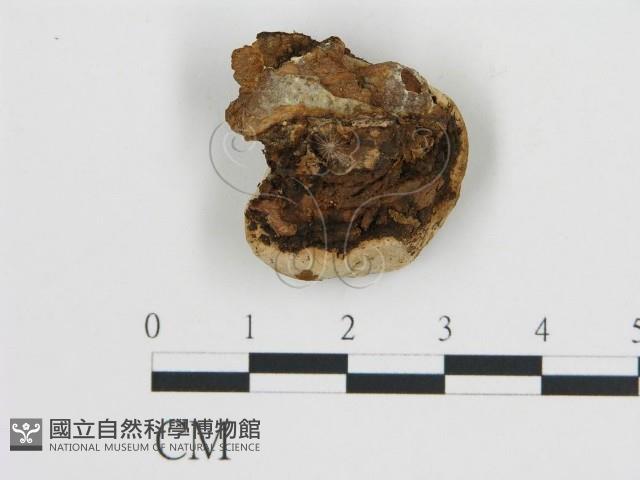 登錄號:F0009578藏品圖，第3張