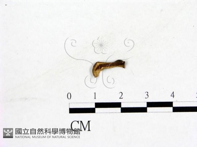 登錄號:F0019578藏品圖，第3張