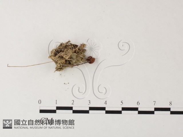 小菇屬藏品圖，第3張