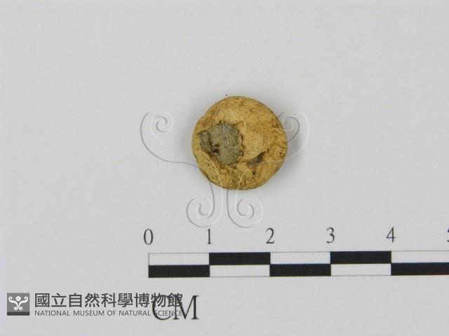 登錄號:F0003578藏品圖，第3張