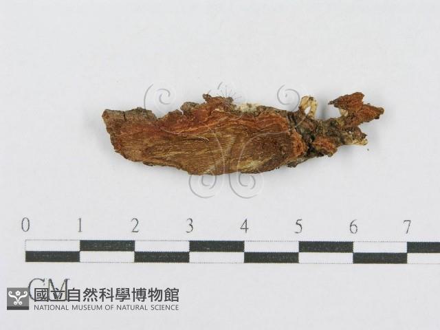 射脈菌屬藏品圖，第3張