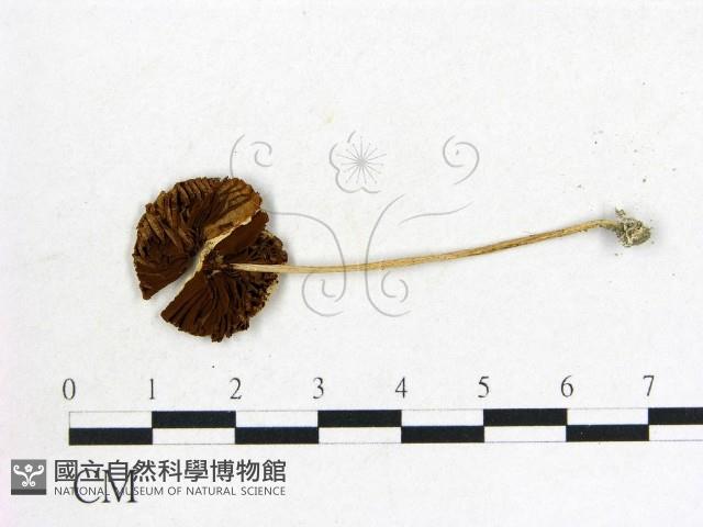 登錄號:F0020178藏品圖，第3張