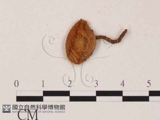 登錄號:F0010178藏品圖，第3張