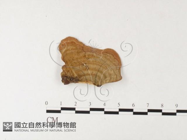 蠔韌革菌藏品圖，第1張