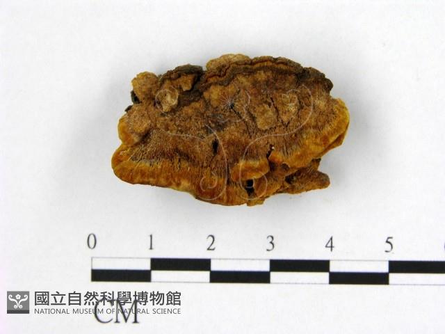 登錄號:F0006178藏品圖，第3張