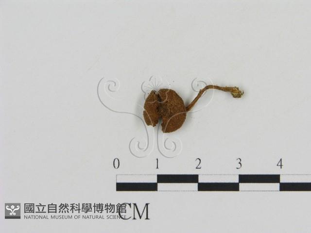 登錄號:F0016178藏品圖，第3張