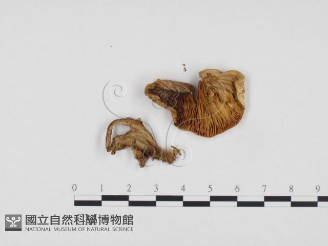 登錄號:F0024178藏品圖，第3張