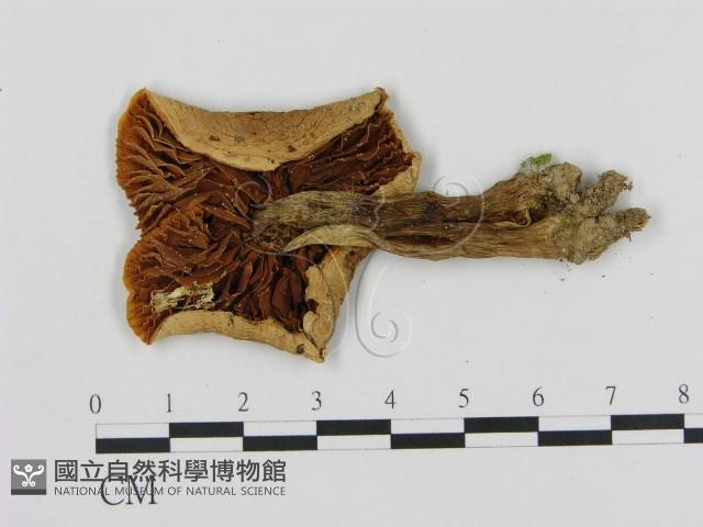 登錄號:F0002178藏品圖，第3張