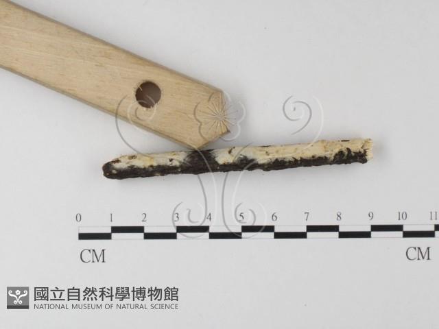 登錄號:F0012178藏品圖，第3張