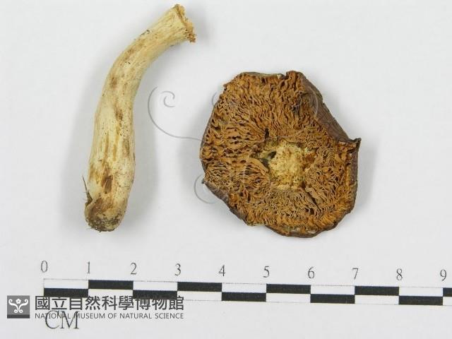 紅菇屬藏品圖，第3張
