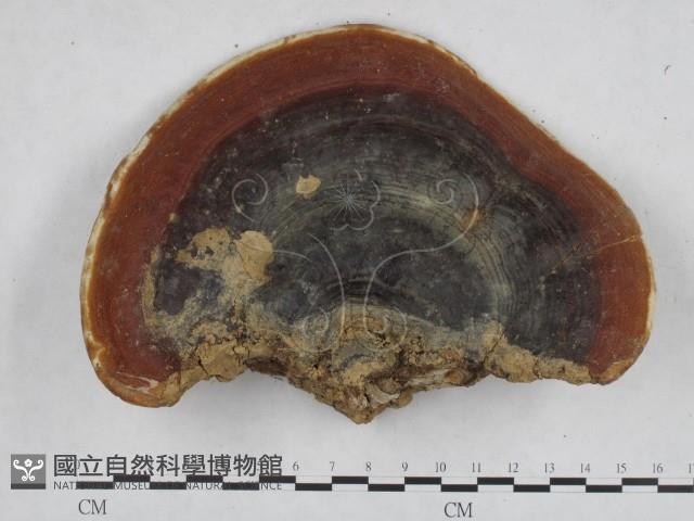 登錄號:F0015178藏品圖，第1張