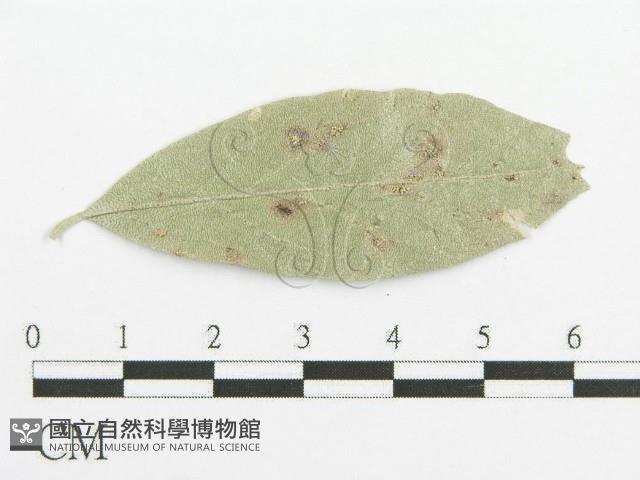 登錄號:F0019178藏品圖，第1張