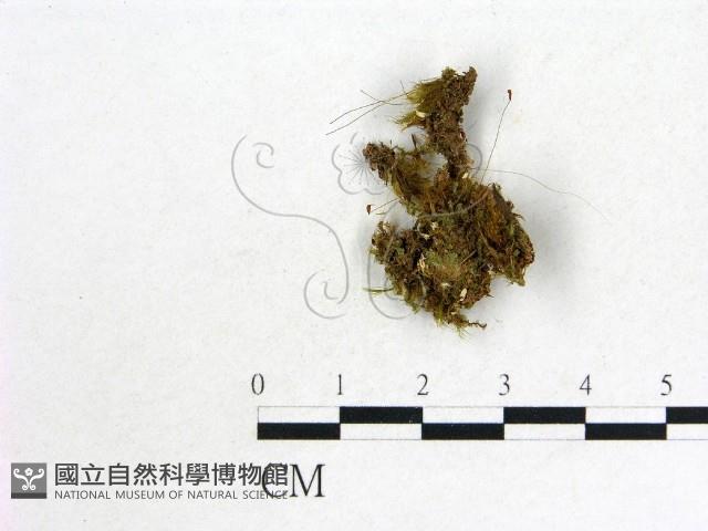 登錄號:F0003178藏品圖，第3張