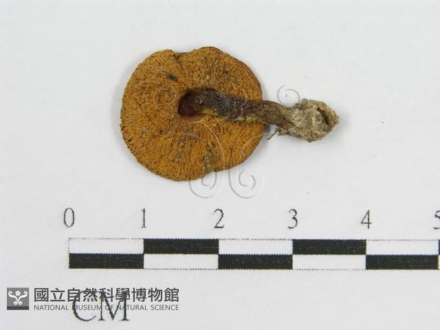 登錄號:F0013178藏品圖，第3張