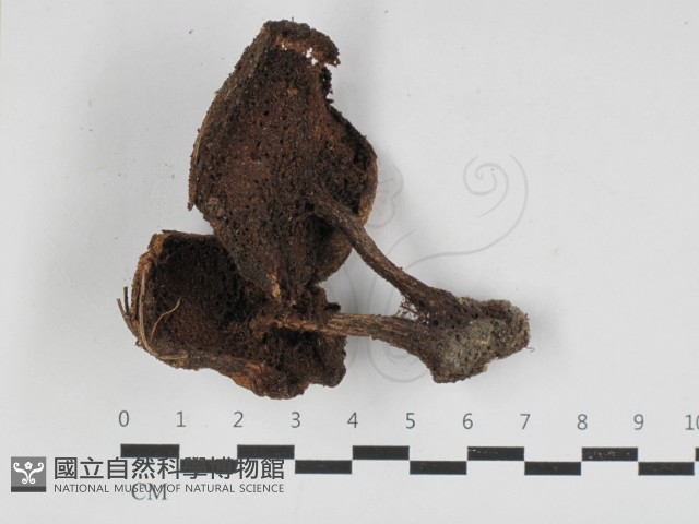登錄號:F0033178藏品圖，第3張