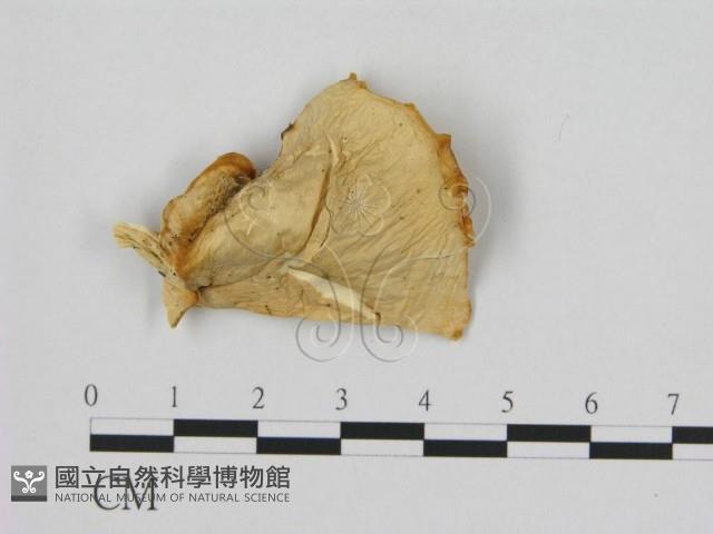 登錄號:F0008078藏品圖，第3張