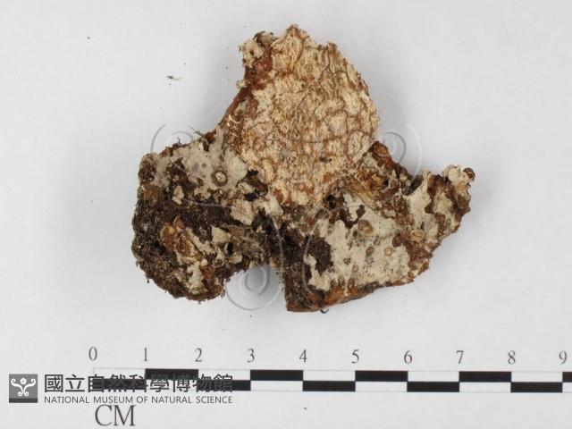木層孔菌屬藏品圖，第3張