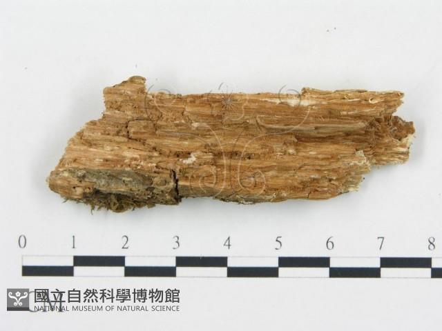 薄孔菌屬藏品圖，第3張