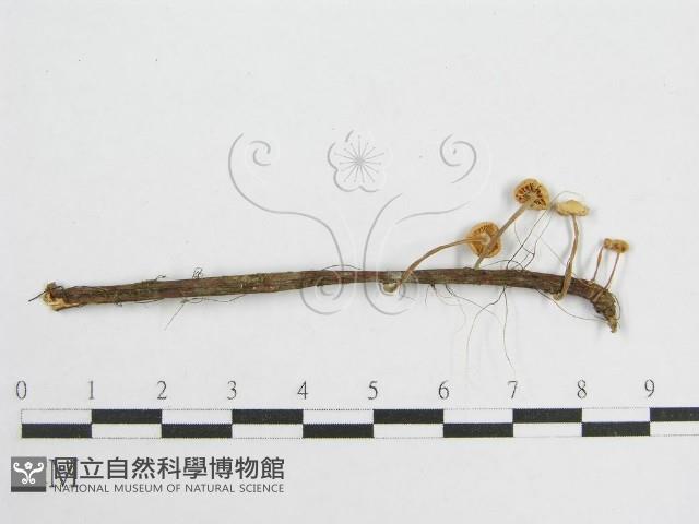 微皮傘屬藏品圖，第3張