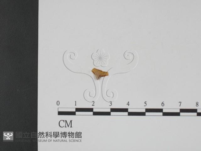 登錄號:F0001078藏品圖，第3張