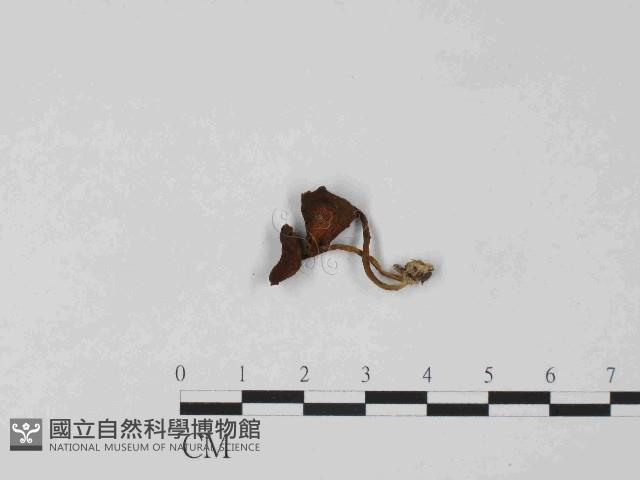 登錄號:F0024078藏品圖，第3張