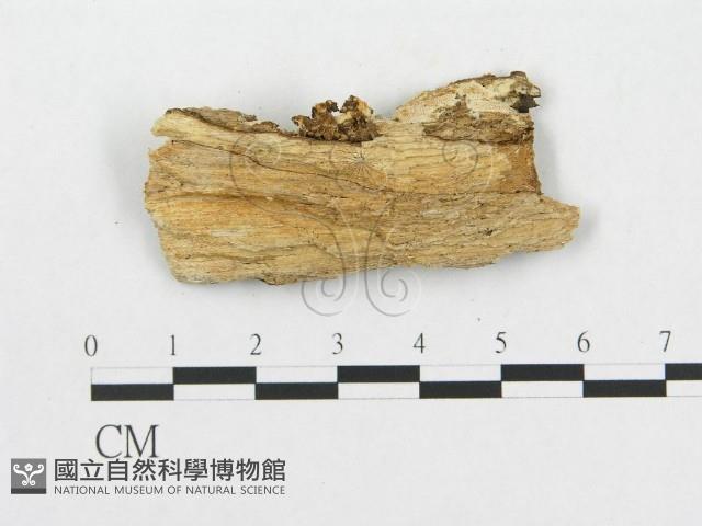 Accession Number:F0007078 Collection Image, Figure 3, Total 3 Figures