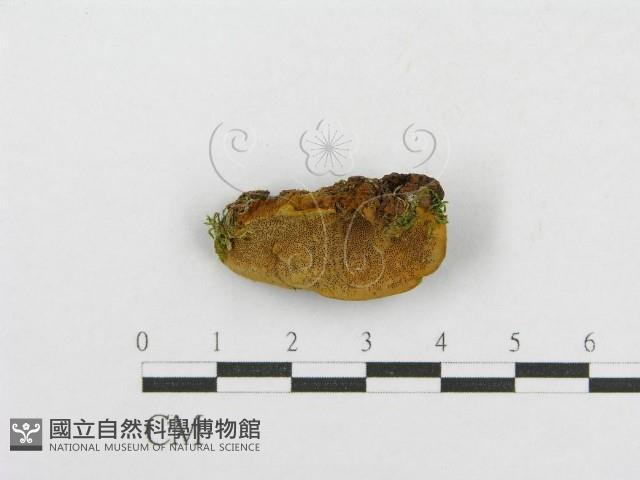 木層孔菌屬藏品圖，第3張