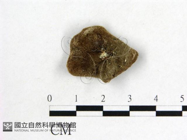 毛木耳藏品圖，第3張