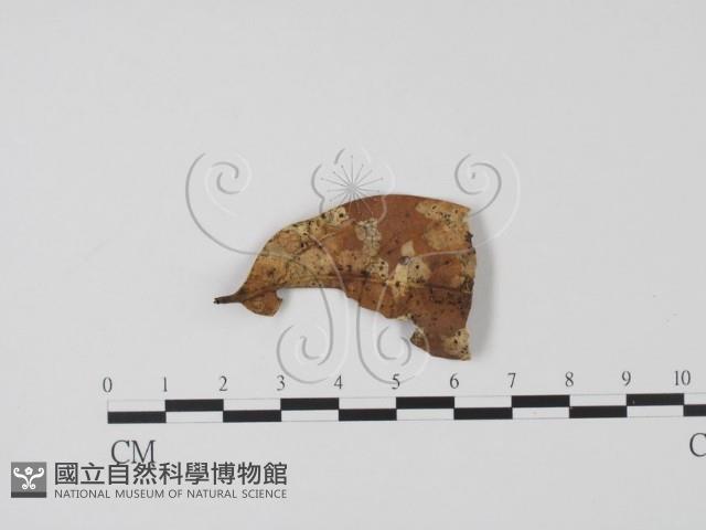 登錄號:F0003078藏品圖，第3張