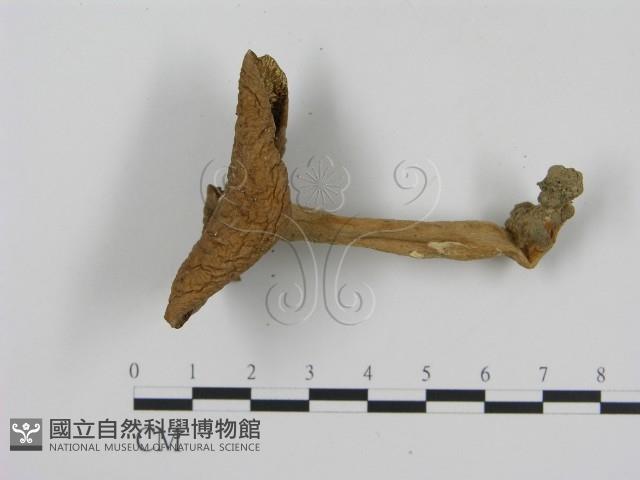 登錄號:F0013078藏品圖，第3張