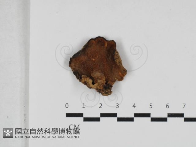 硬孔菌屬藏品圖，第3張