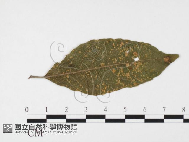 登錄號:F0026378藏品圖，第1張