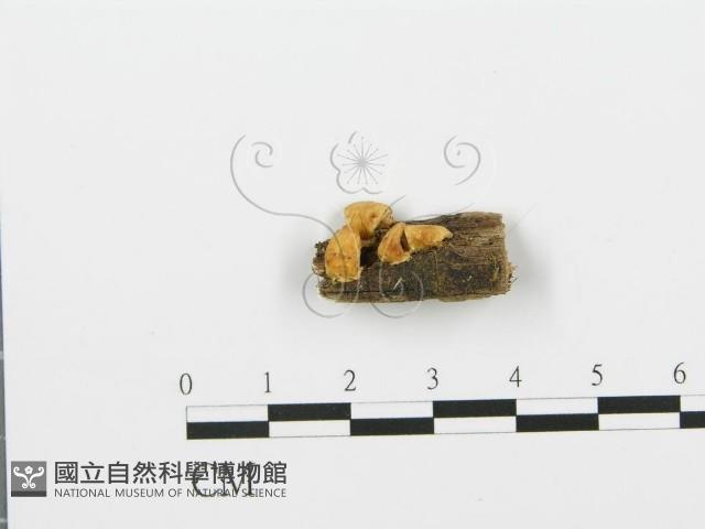 登錄號:F0006378藏品圖，第3張