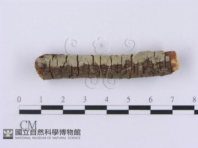 登錄號:F0001378藏品圖，第3張