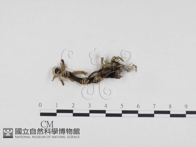 炭角菌屬藏品圖，第3張