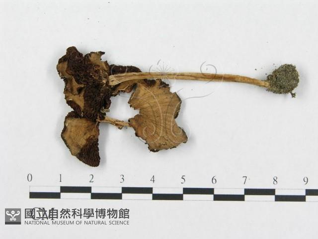 登錄號:F0014378藏品圖，第3張
