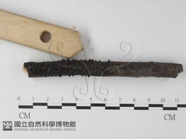 登錄號:F0025378藏品圖，第3張