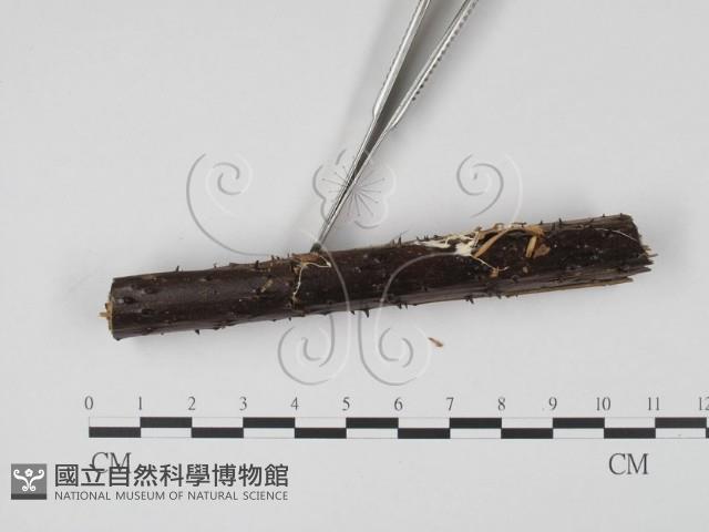 登錄號:F0005378藏品圖，第3張