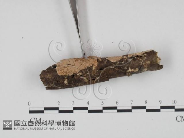 登錄號:F0015378藏品圖，第3張