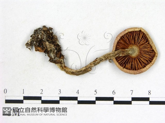 登錄號:F0003378藏品圖，第3張