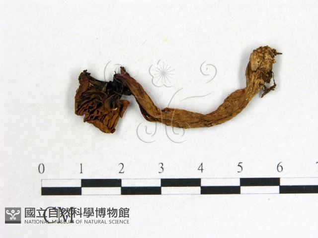 登錄號:F0013378藏品圖，第3張