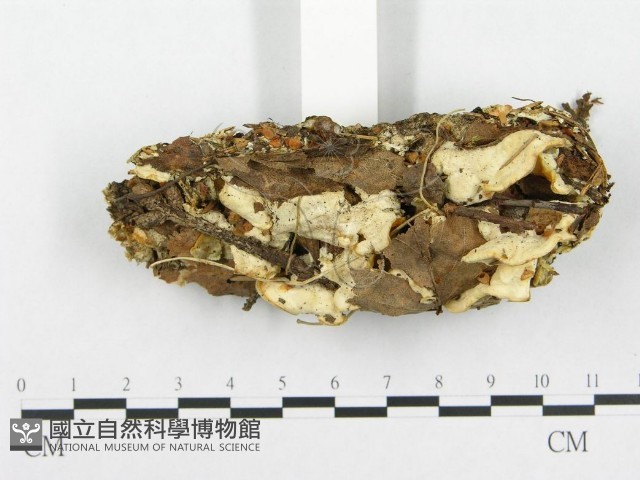 登錄號:F0008260藏品圖，第3張