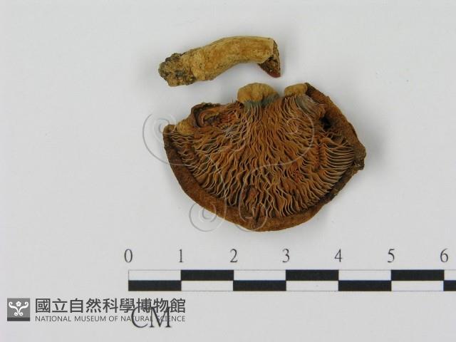 乳菇屬藏品圖，第3張